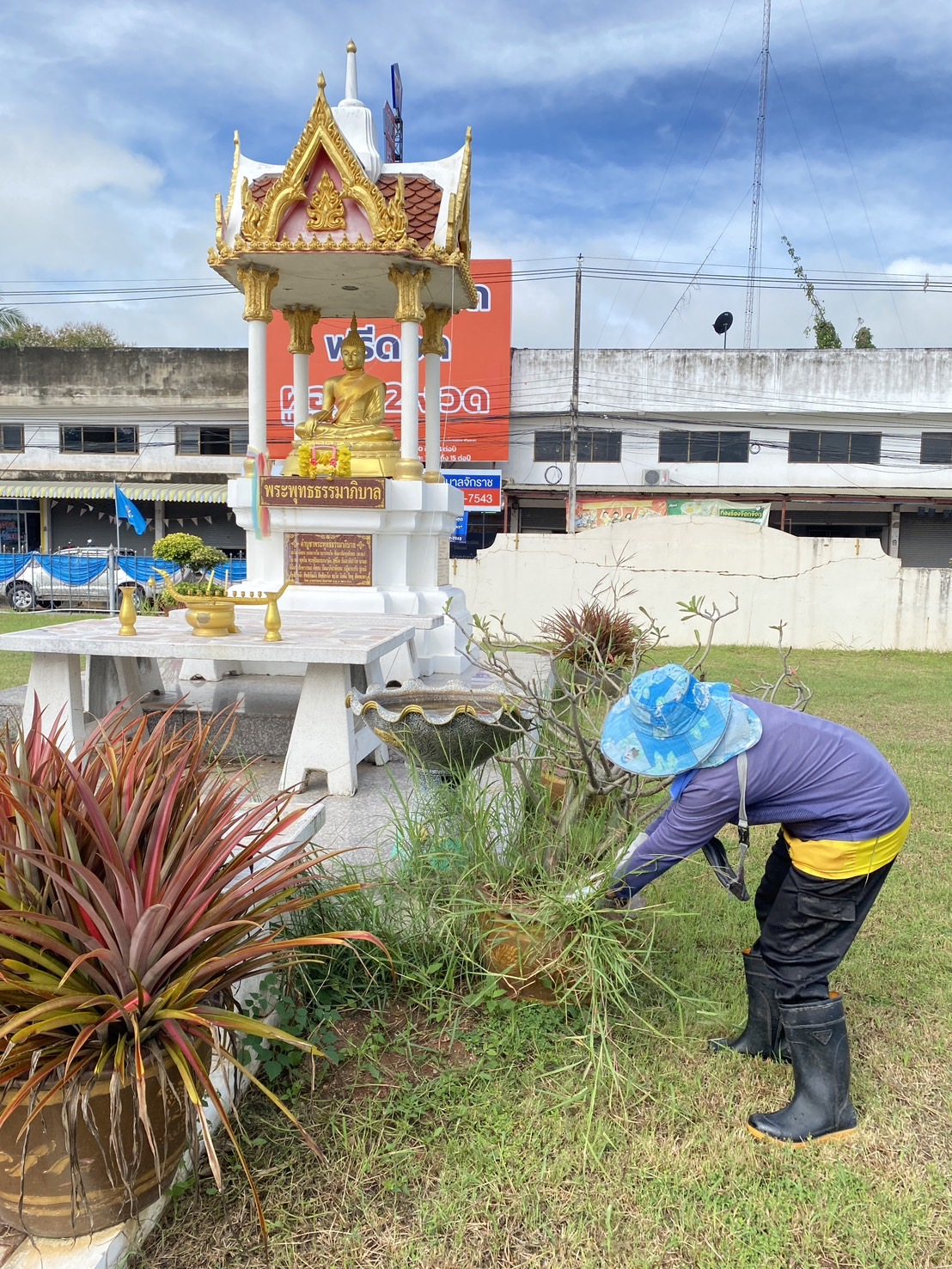 โคงการวันรักต้นไม้ประจำปีของชาติ ประจำปีงบประมาณ 2567 ในวันจันทร์ ที่ 21 ตุลาคม 2567 เวลา 09.00  - 12.00 น. ณ สำนักงานเทศบาลตำบลจักราช